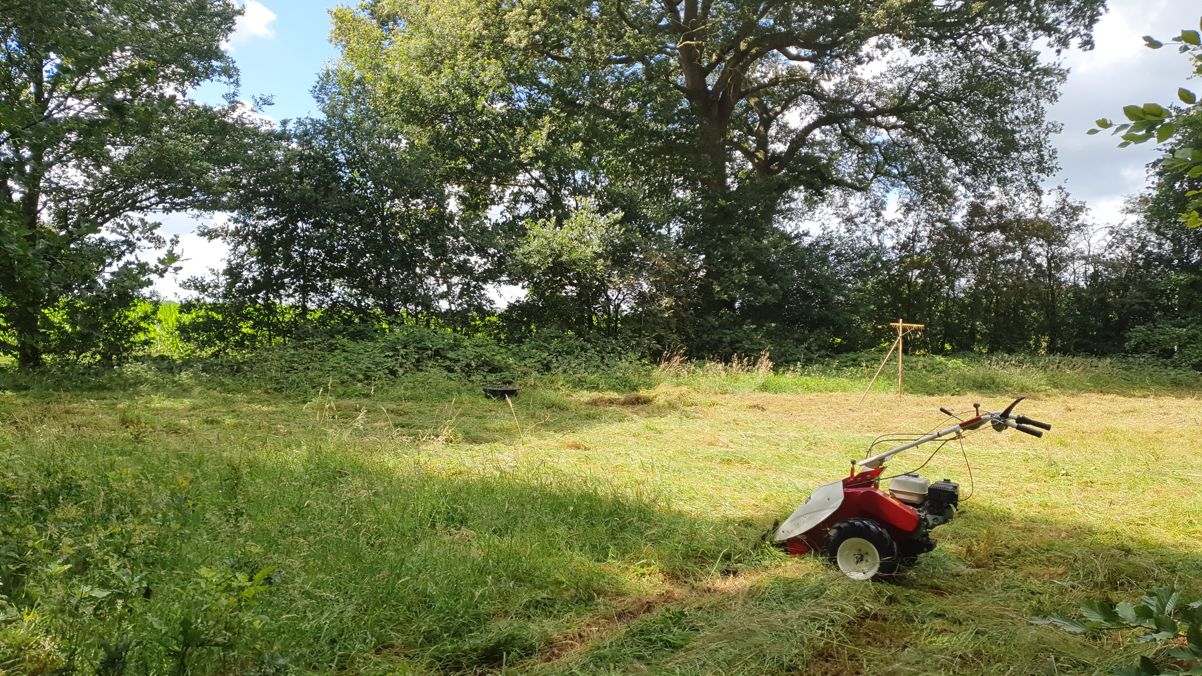 balkmaaier in bloemenweide