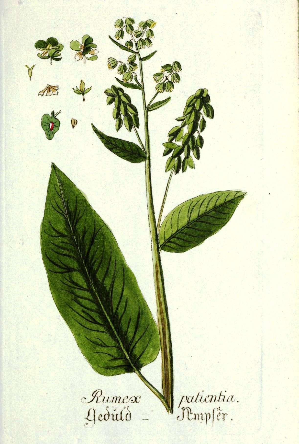 rumex_patientia