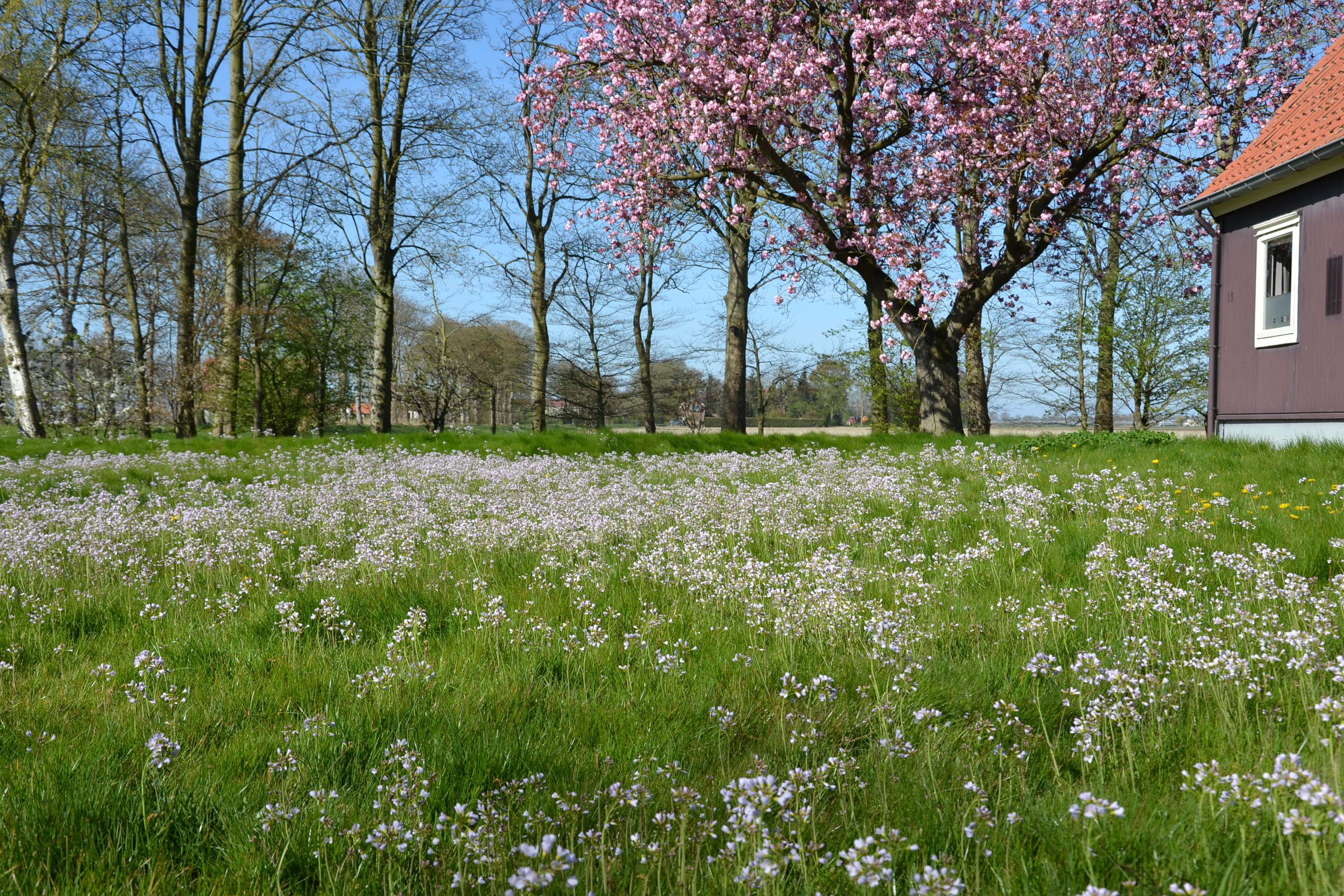 voortuin_pinksterbloemen